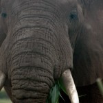 bull bull, Uganda