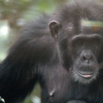 chimp 2, Kibale, Uganda