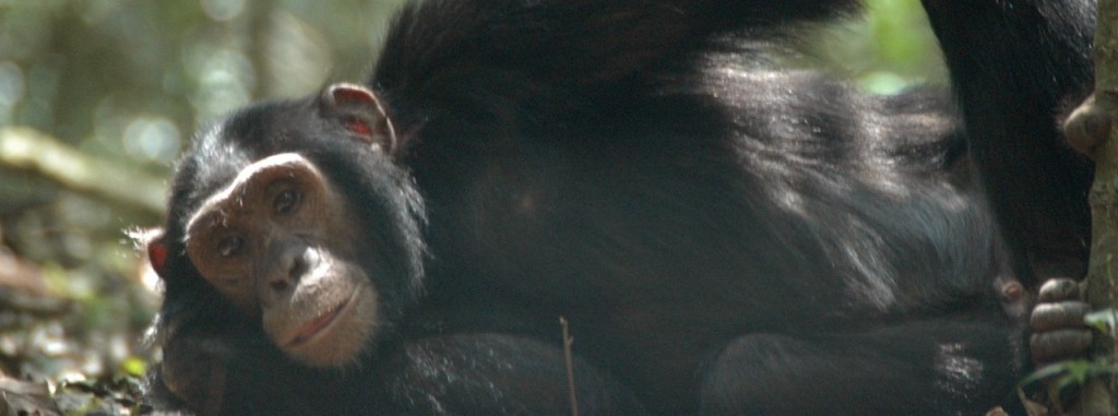 Kibale Chimp, Uganda Kibale Chimp, Uganda