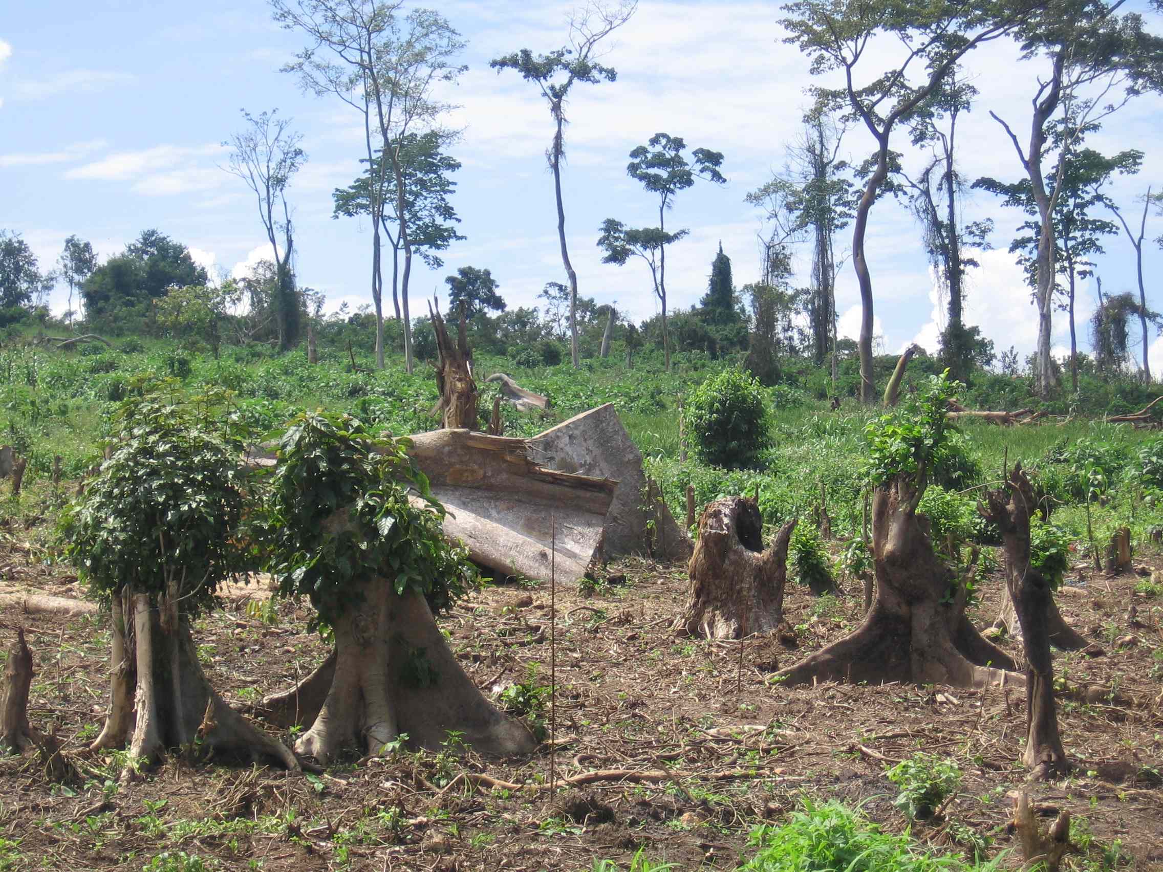 Anglophone Meets Francophone: the Tale of Deforestation in Côte d'Ivoire and  Uganda, by UNDP Uganda