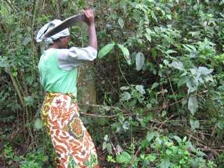 Cutting Down Kibale, Fuel Wood Project, Uganda Cutting Down Kibale, Fuel Wood Project, Uganda
