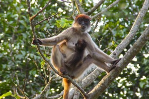 An.Red Colobus