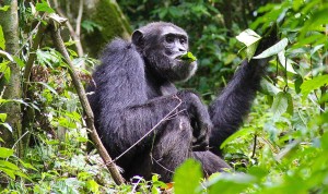 Chimpanzee1