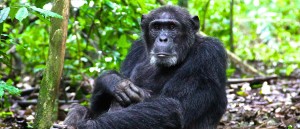 Chimpanzee