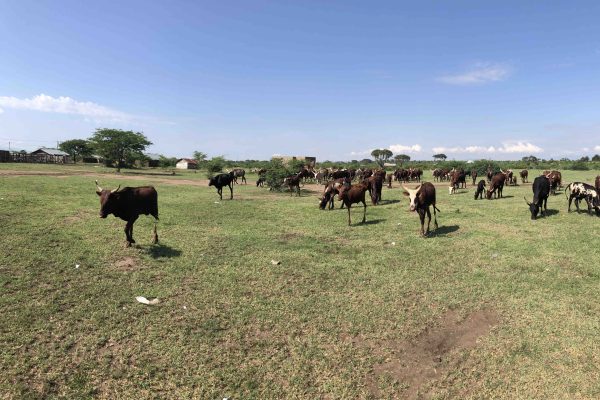 Kasenyi Cows